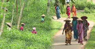 সংকটের কিনারে চা শিল্প; হিমশিম খাচ্ছেন বাগান মালিকরা